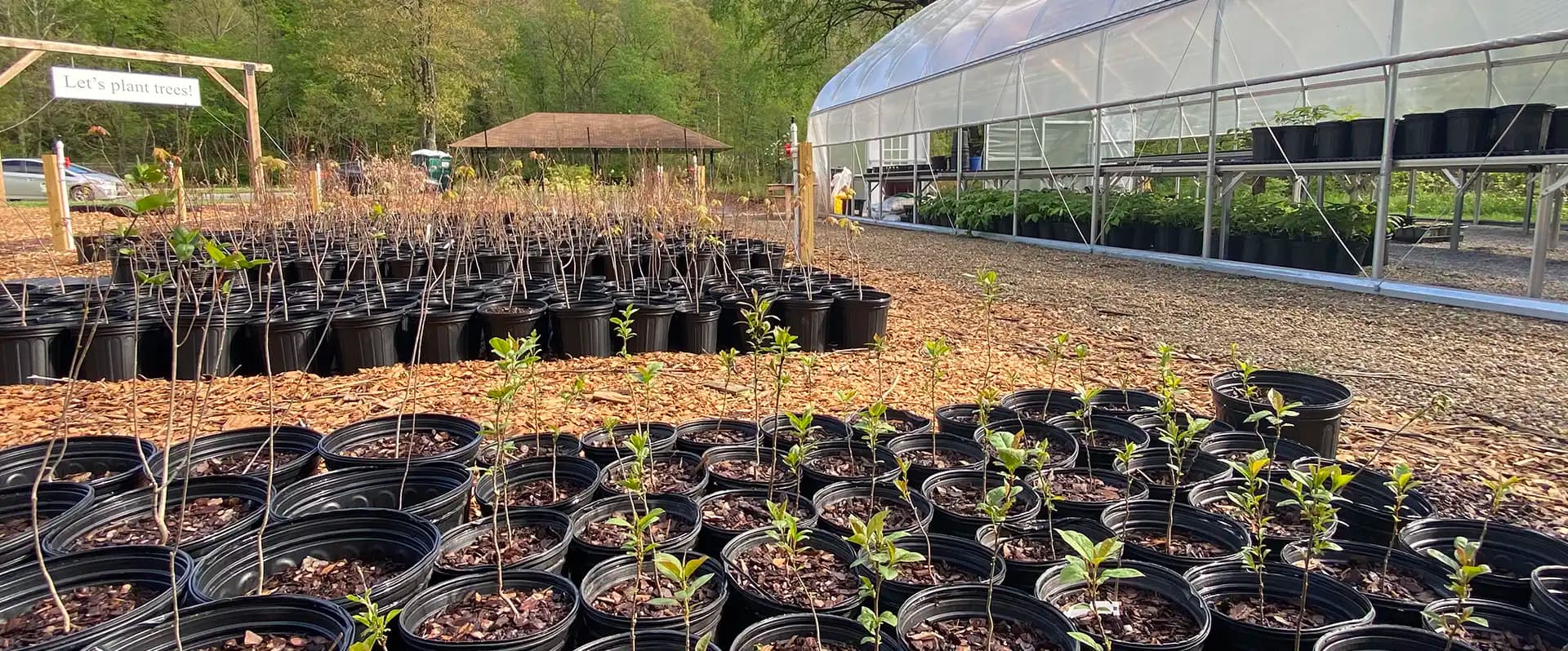 Reforest Our Future